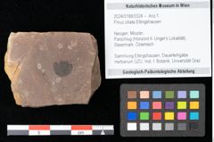 Foto (Objekt + Etikett) von Pinus ciliata Ettingshausen (NHMW-GEO-2024-0188-0324)